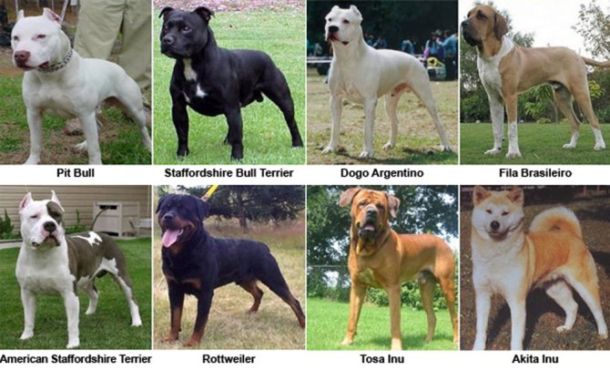 perros_peligrosos3.jpg