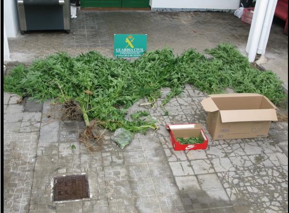 Detenido un vecino de Tazacorte por cultivar plantas de marihuana en una parcela agrícola anexa a su vivienda