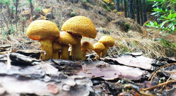 DSC_0129.jpg
