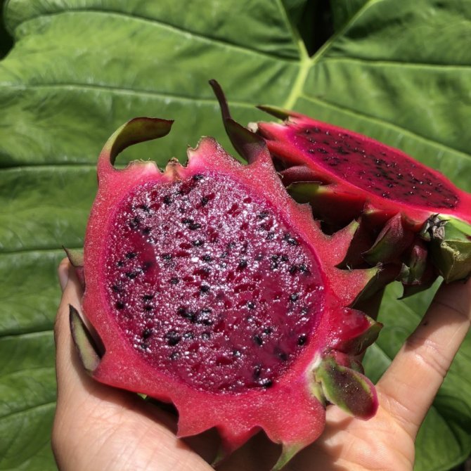 red_dragonfruit_with_green_leaf_1024x.jpg