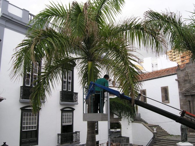 Poda de palmeras en la Plaza de España.JPG