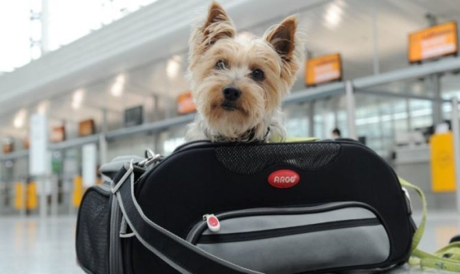 Consejos-para-viajar-con-perro-de-forma-segura-770x460.jpg