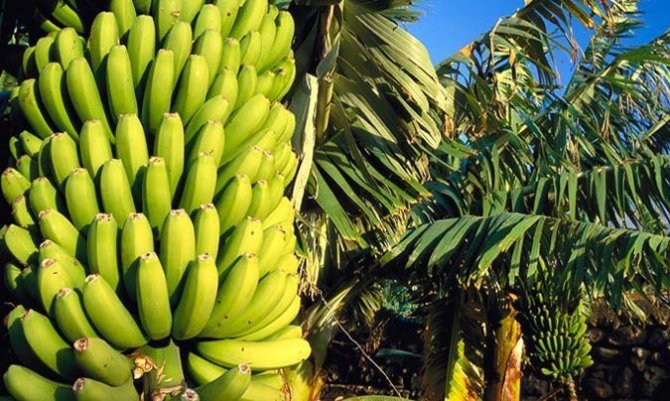 3206-imagen-platano-canarias-colegios.jpg