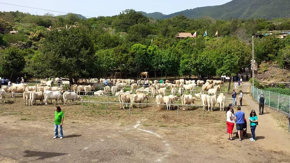 FERIA SAN ISIDRO.jpeg
