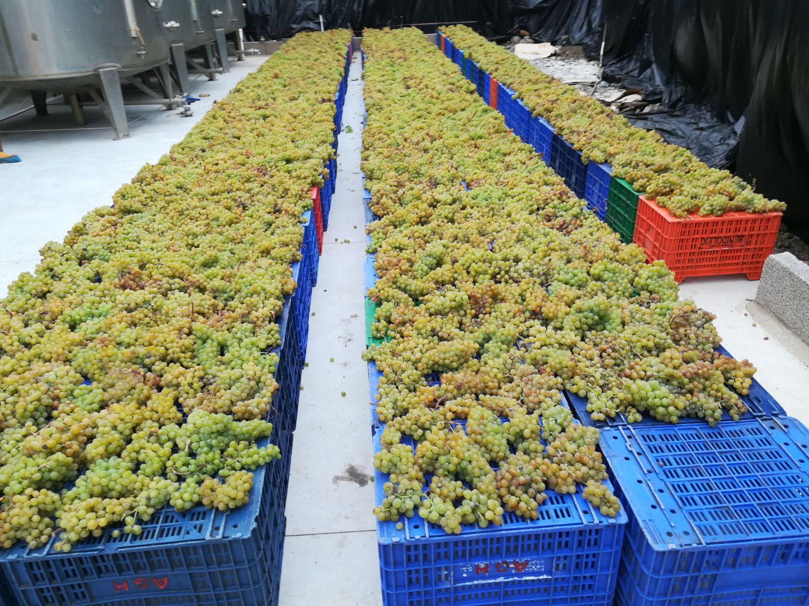 vendimia_finca_la_calabacera_canary_wine.jpeg