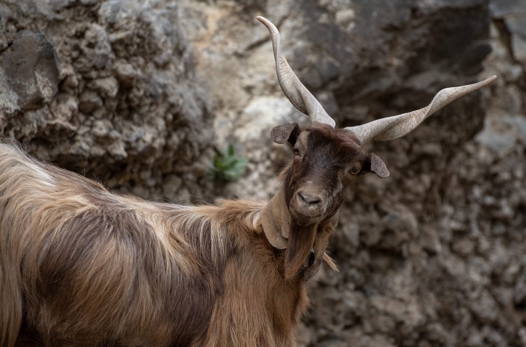 cabra raza autóctona.jpg
