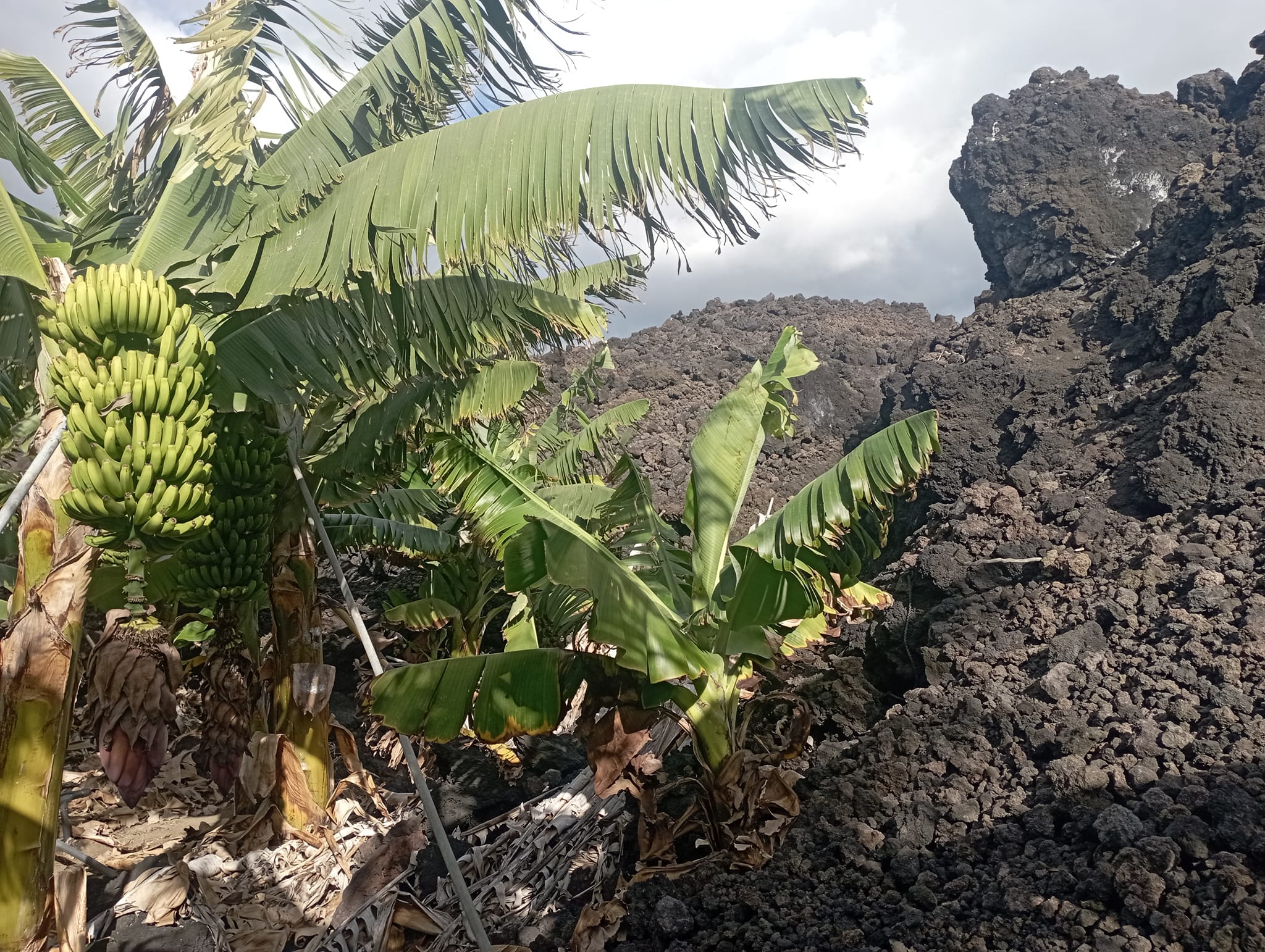 FOTO FINCA PARCIALMENTE SEPULTADA POR LA LAVA .jpg