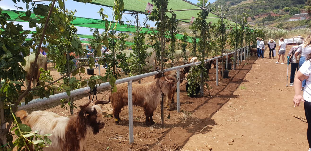 FOTO FERIA DE GANADO.jpg