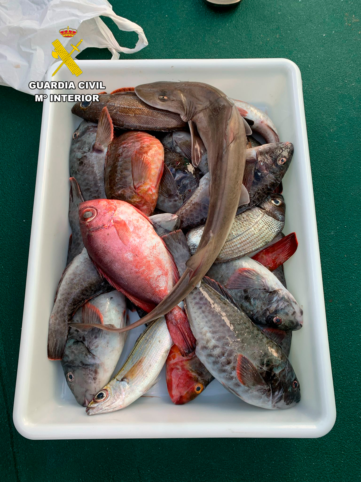 Pesca_ilegal_editada_2.jpg