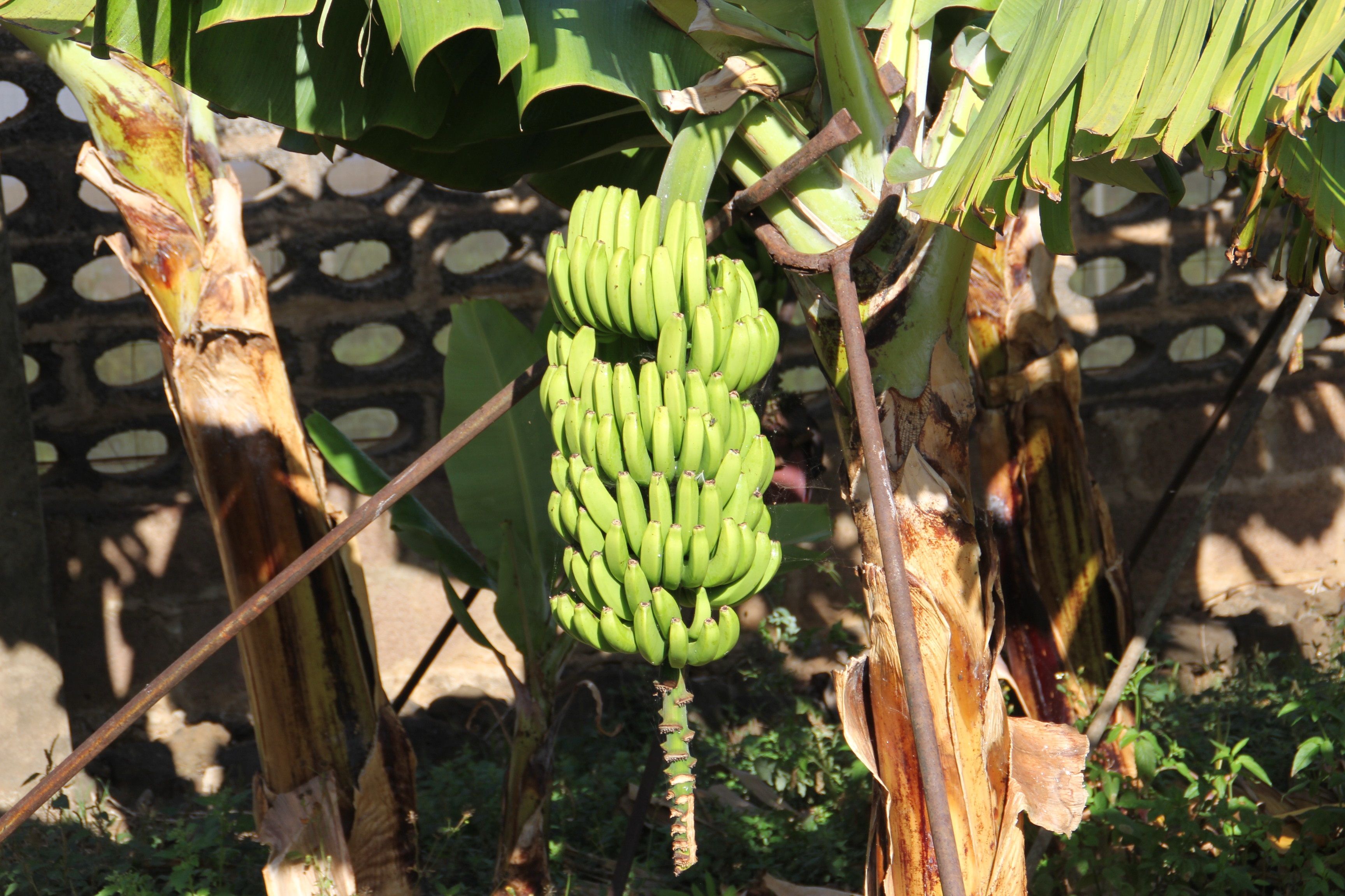 europapress-3933328-gobierno-canarias-convoca-ayuda-1411-millones-productores-platano-igp.jpg