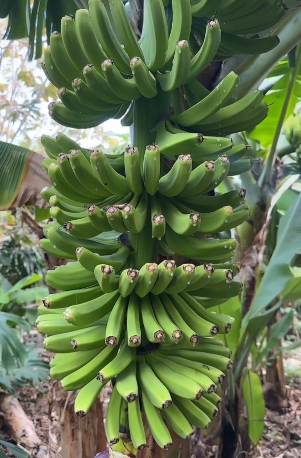 platanera en La Palma (2).jpg