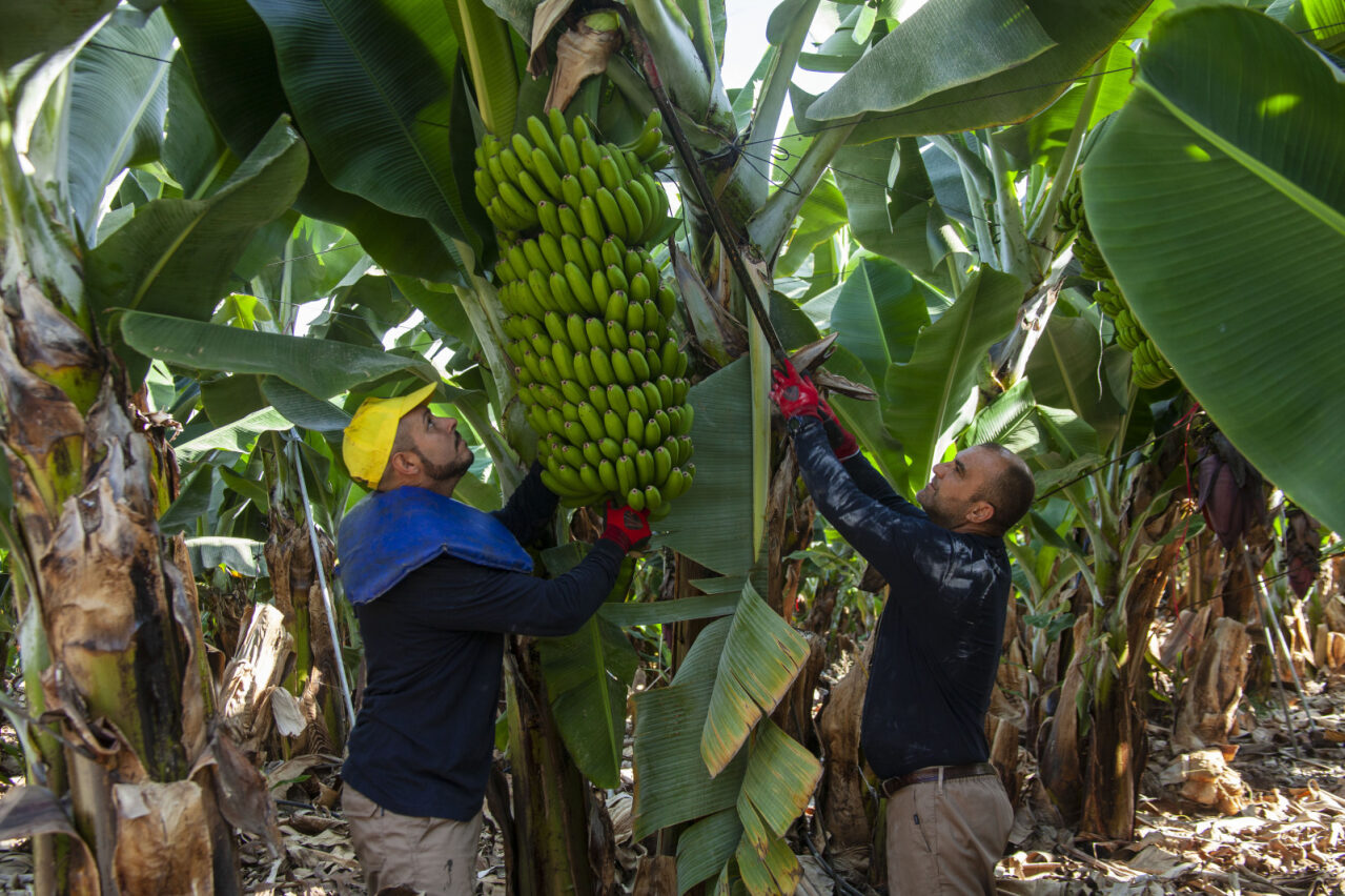 Bajos niveles de producción para Plátano de Canarias.jpg