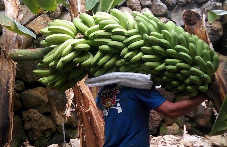 agricultor canario transportando una piña de plátanos.jpg