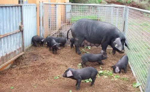 carne-de-cerdo-antes-de-preparar.jpg