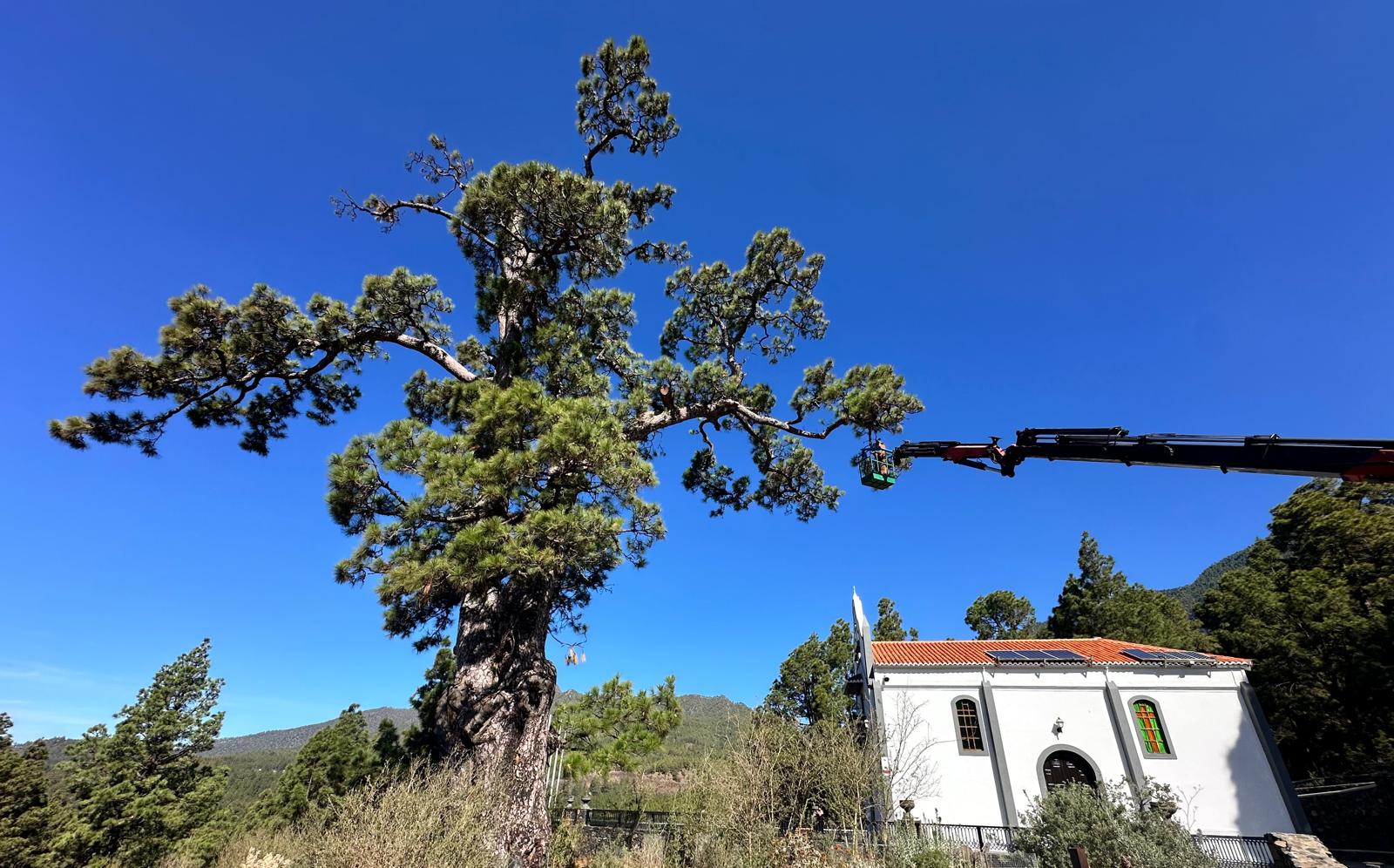 101024. FOTONOTICIA. Transición Ecológica trabaja en el cuidado y conservación del Pino de La Virgen de El Paso 1.jpg