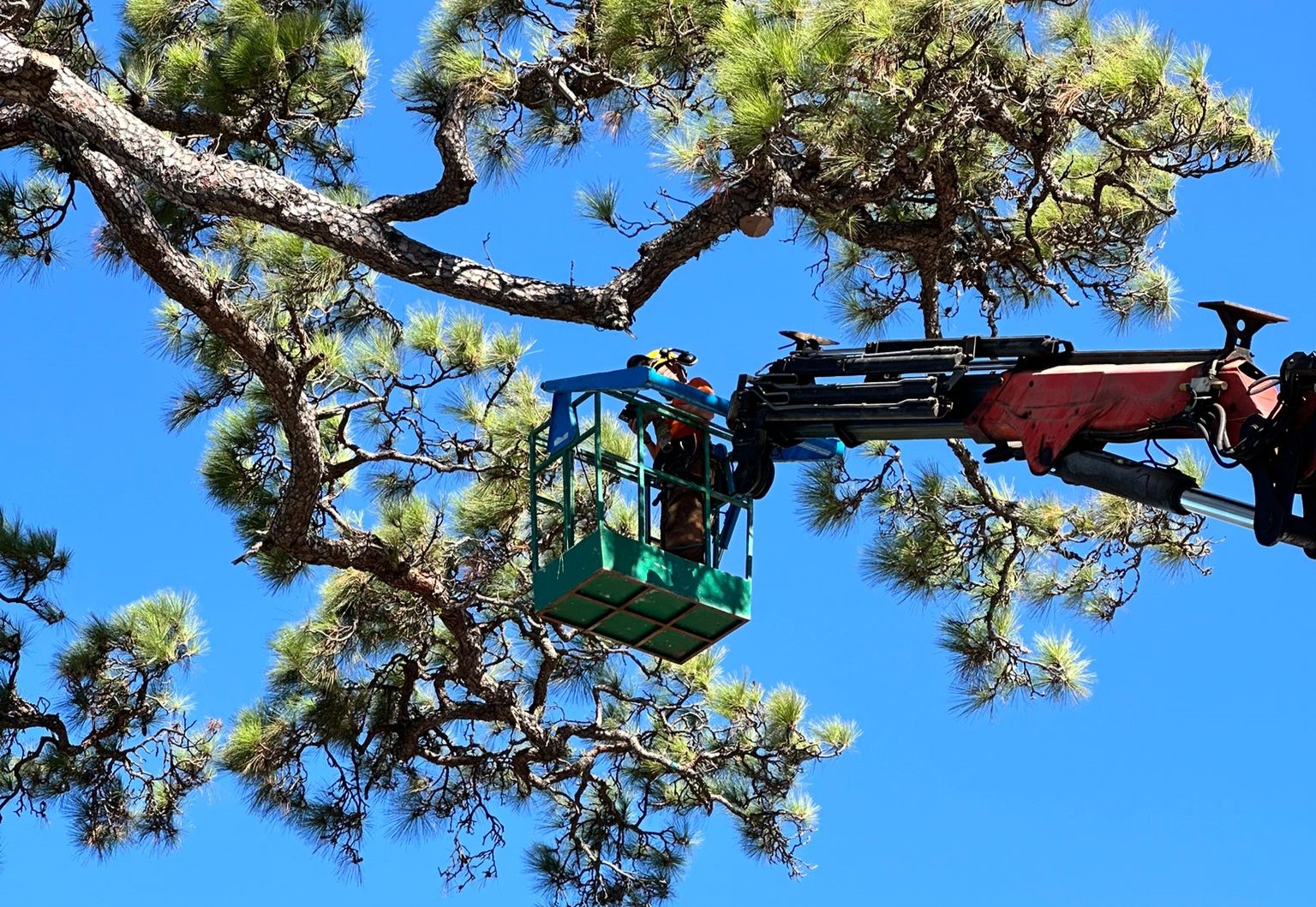 101024. FOTONOTICIA. Transición Ecológica trabaja en el cuidado y conservación del Pino de La Virgen de El Paso 4.jpg