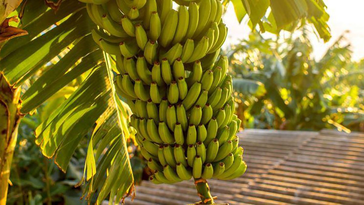 platano-canarias.jpg