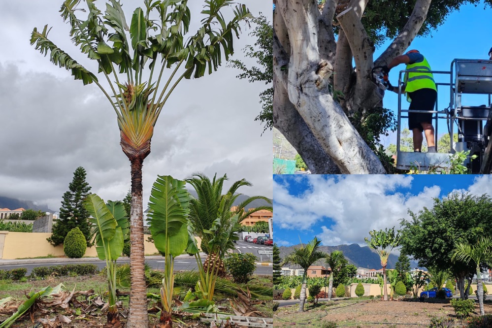 PODA-TAZACORTE.jpg