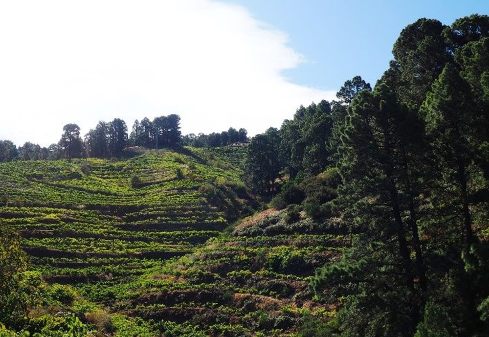GARAFÍA ACTIVACIÓN AGRARIA.jpg